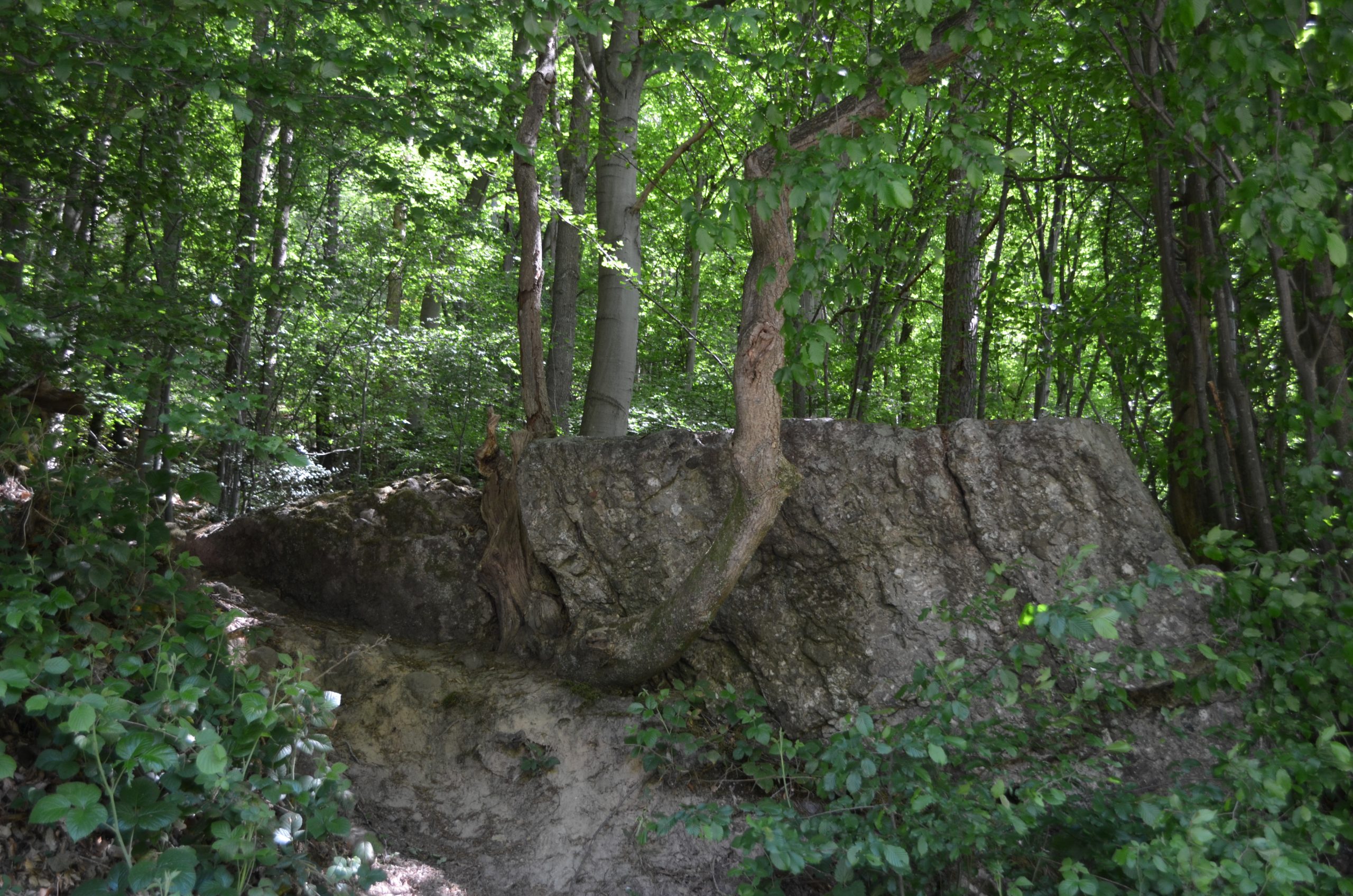 La forêt